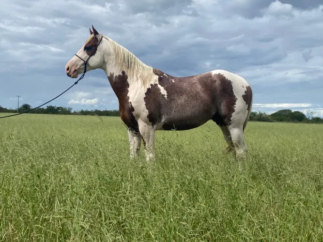 Cavalo paint horse