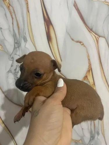 Cachorro pinsher puro n1 1 mês macho