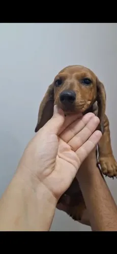 Filhote salchicha - Dachshund