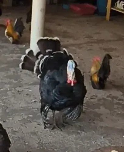 Peru macho