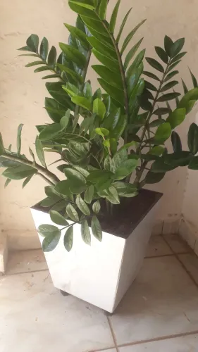 Vendo lindo vaso de porcelanato c planta zamioculca já formada 