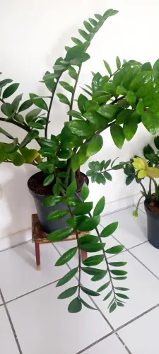 Zamioculcas- Vaso de Chão 