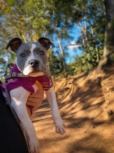 American bully