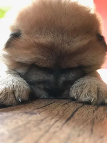 Chow Chow,Chow Chow Filhote Pronto Para Novo Lar