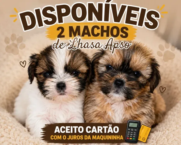 Cachorro lhasa apso a venda 