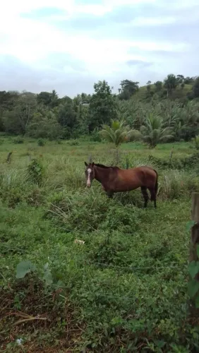 Égua para troca