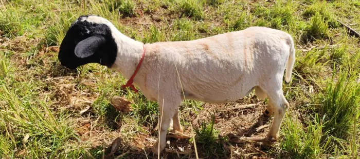 Carneiros Saudáveis a venda - direto da chácara * whatsapp filhos de DOPPER 