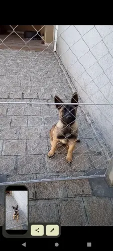 Pastor Alemão com Malinois