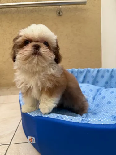 Shihtzu