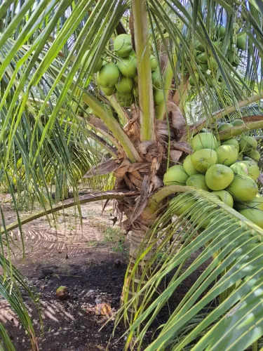 arrendo fazenda de coqueiros com 38 hectares 5.500 pés plantados