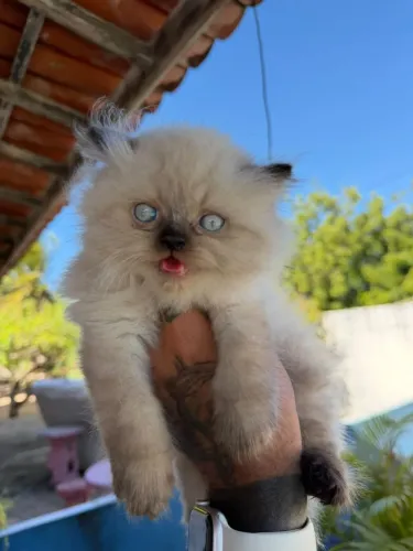 Vendo belíssimo filhote de Gato Himalaia