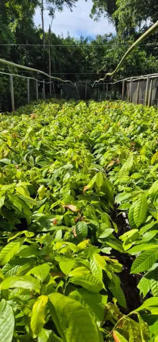 Mudas de cacau 