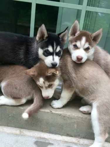Husky siberiano O equilíbrio entre força e lealdade
