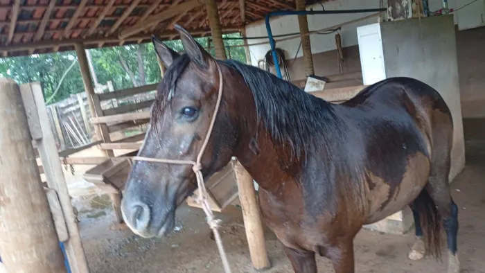Cavalo marcha picada, sem papel, 7 anos. Muito manso pra qualquer um andar.