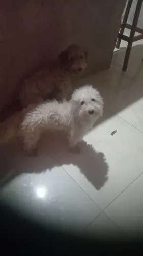 Cachorro