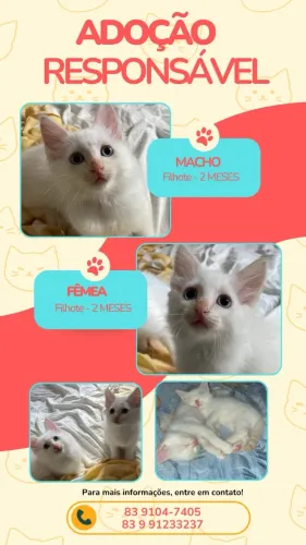 GATINHOS PARA ADOÇÃO 