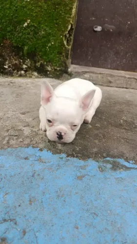 Buldogue Francês 