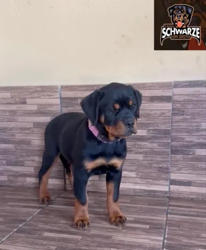 Filhotes de Rottweiler - Filhos de Campeões