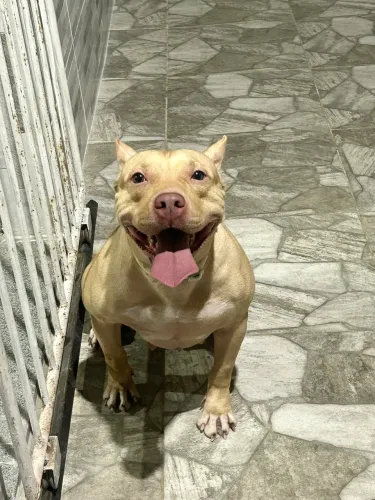 American Bully