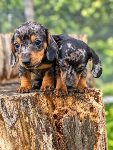 Macho de dachshund