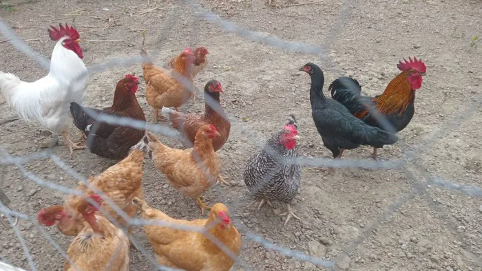 Vendo.12.galinhas.2.galos.caipiras...800.reais. *