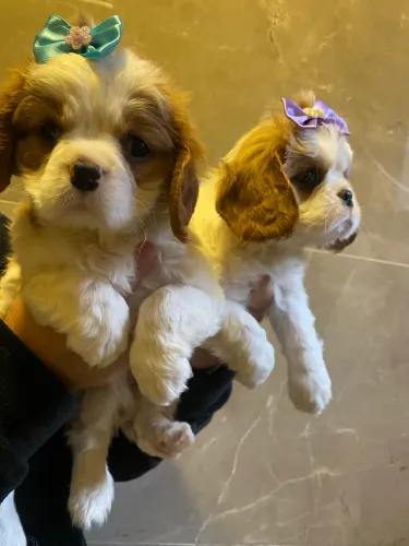 Cavalier fêmea belíssimas machinhos lindos 