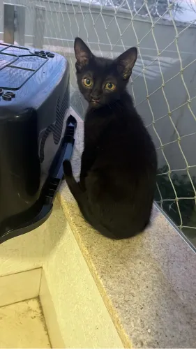 Gatinho filhote para adoção responsável 