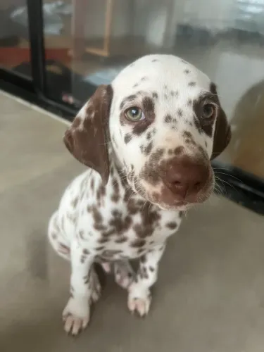 Filhote de cachorro