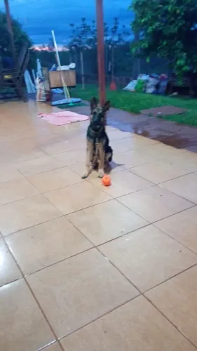 cachorro pastor alemão