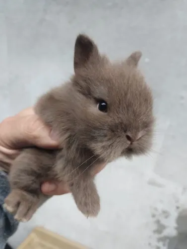 Filhotes de coelhos anão netherland
