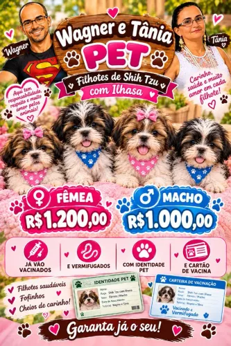 Filhote de shitzu com ilhasa