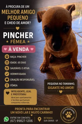 Pinscher fêmea  a venda e a última da ninhada 