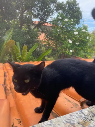 Gatinho para adoção responsável 