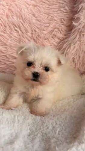 Maltês menino. Uma bolinha de algodão. 50 dias de pura fofura!