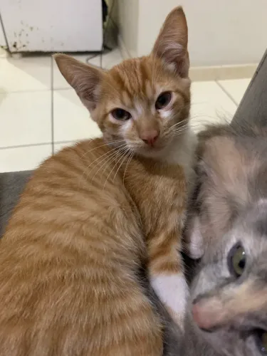 doação de gatinhos