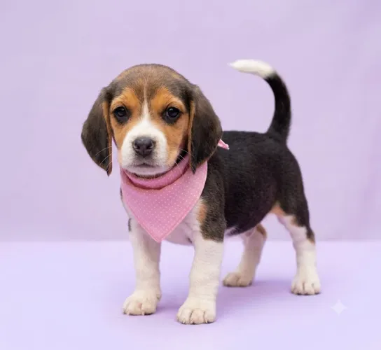 Filhote BEAGLE 