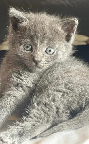 Filhotes de Gatos cinza blue azul russo 