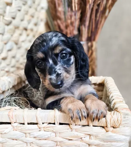 Dachshund fêmea pelo longo 