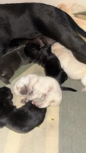 Filhotes de cane corso