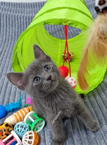 Azul Russo Russian Blue Filhotes