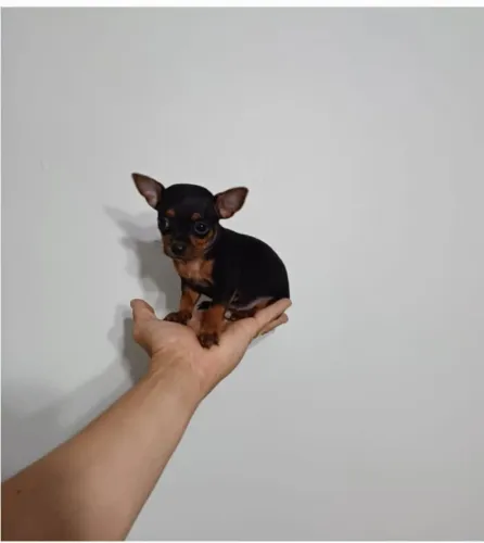 Lindo