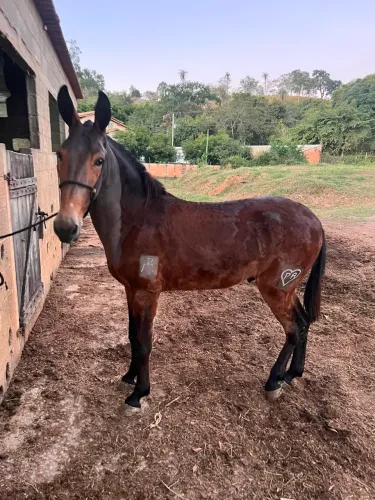 Burro lindo a venda 
