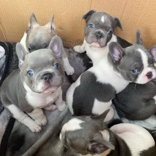 Bulldogue Francês - Sorrisos E Lambidas Inclusos!