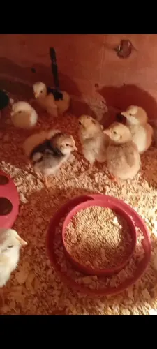 Pintinhos mestiços gigante