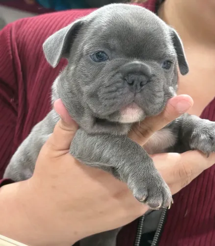 Bulldog francês machinho