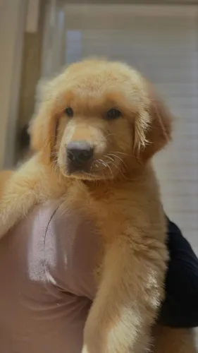 FILHOTE GOLDEN RETRIVER