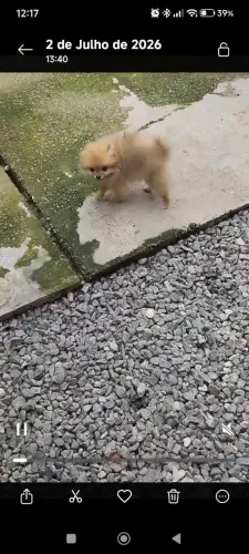 Machinho disponível 
