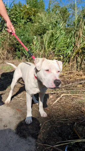 Doação de cachorro (ADOÇÃO RESPONSÁVEL)