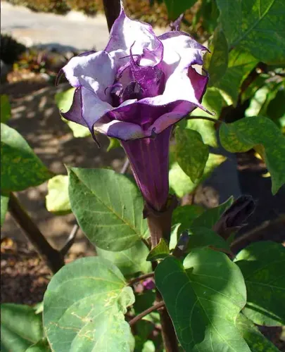 Sementes da Flor Trombeta de Anjo Rôxa e Branca