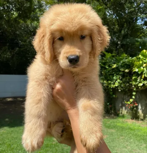 Golden vermifugado com 45 dias 